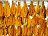 Kéo dài thời gian bảo quản cá tra khô bằng quercetin và tinh dầu ớt 